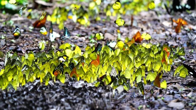 A group of butterflies eats food on the ground. Ban Krang Camp, Phetchaburi, Thailand