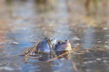Blue frog on the surface of a swamp. The blue-tailed frog- rana arvalis at the time of mating sits on the surface of the pond. Its image is reflected in the water. The background has a beautiful bokeh