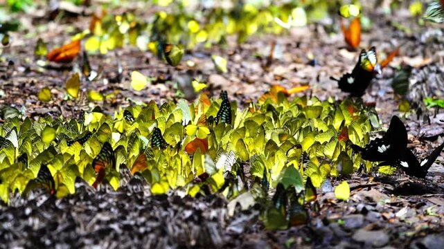 A group of butterflies eats food on the ground. Ban Krang Camp, Phetchaburi, Thailand