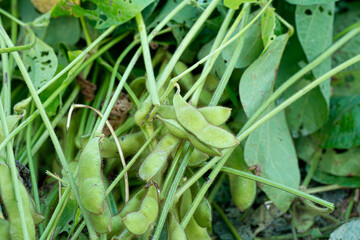 秋に実った枝豆