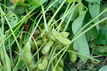 秋に実った枝豆