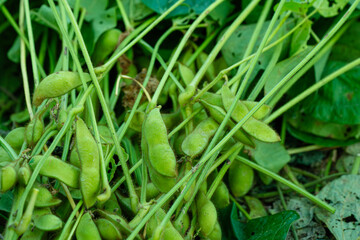 秋に実った枝豆