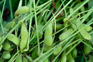 秋に実った枝豆