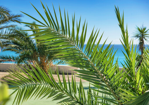 closeup on green leaf of palm tree in front of a beach under  blue sky - Powered by Adobe