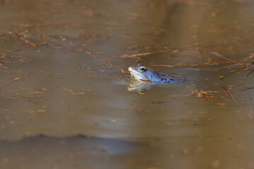 Blue frog on the surface of a swamp. The blue-tailed frog- rana arvalis at the time of mating sits on the surface of the pond. Its image is reflected in the water. The background has a beautiful bokeh