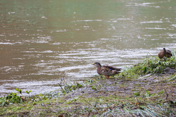 Male and female ducks swim in the water on a pond in the setting sun