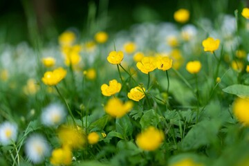 Closeup of vibrant yellow wildflowers blooming in a green meadow