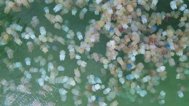 Many colorful jellyfish live in the sea.The sea water is clean and bright green.