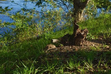 酒津公園の秋　曼珠沙華　彼岸花