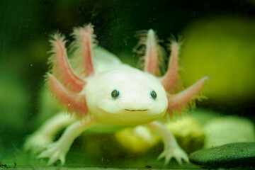 Close-up of the head of an albino axolotl underwater.