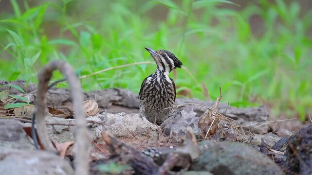 Common flameback, Common goldenback woodpecker  in pond birdwatching in the forest.