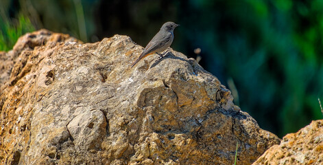 El Faro de Cabo Mayor, Santander, September 2024, Cantabria, Europe,. bird on a rock,