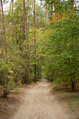 Fototapeta premium Ground road among trees and bushes in the forest or in the park. Warm season.