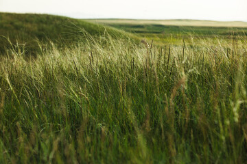 green wheat field in summer