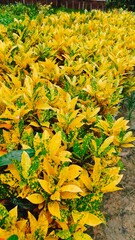 Beautiful Croton Plants leaves in the garden