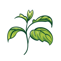Illustration of basil leaves with detailed sketch of the herb. Healthy lifestyle concept. Green plant, environmental friendliness for logo, sticker, design element.