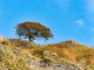Trees at the edge of the cliffs exposed due to soil erosion and landslips at Lyme Regis in Dorset