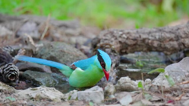Common green magpie in pond birdwatching in the forest.