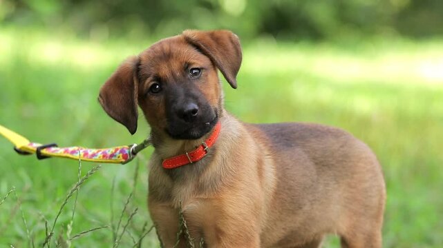 Funny puppy listens attentively owner, tilts head in surprise.