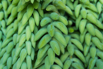 a close up of a bunch of green succulent for background.