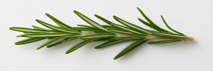 Fototapeta premium Fresh rosemary sprig with vibrant green leaves, perfect for culinary use and garnishing dishes. Its aromatic scent enhances flavors in various recipes