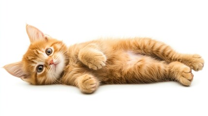 Obraz premium Adorable ginger kitten lying on its back with paws up, looking at the camera, isolated on a white background.