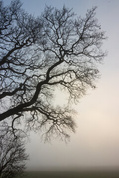 Beileidskarte, Sterbebild, Friedwaldbestattung