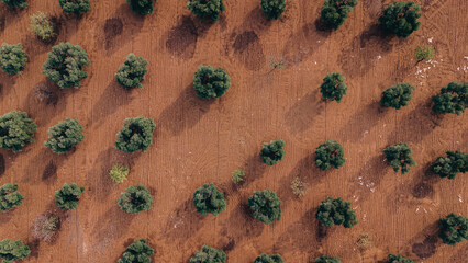 Aeral view of olive trees fields in Puglia