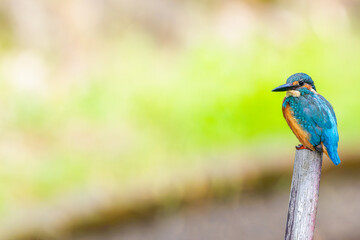 杭にとまるカワセミ