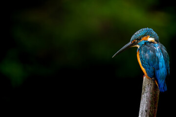 杭にとまるカワセミ