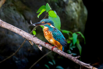 枝にとまるカワセミ