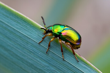 Fototapeta premium Colorful beetle perches on leaf, shimmering with hints of pink, blue, green