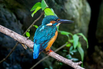 枝にとまるカワセミ