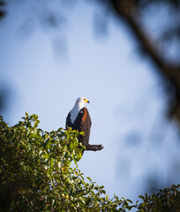African Fish Eagle