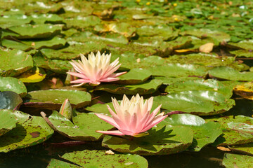 Seerosen auf einen k&uuml;nstlich angelegten See in einem Garten