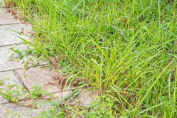 雑草と緑の草、草抜き作業前後の風景