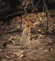 Slender Mongoose