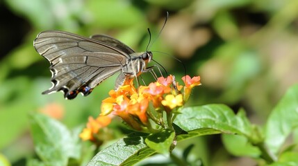 Butterfly on Flower.