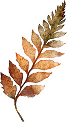 Watercolor Illustration of Fern Leaf
