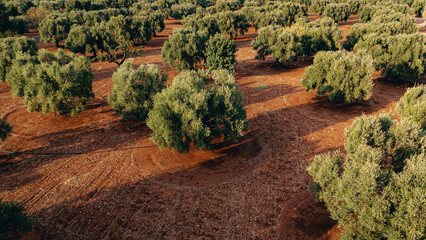 Aeral view of olive trees fields in Puglia