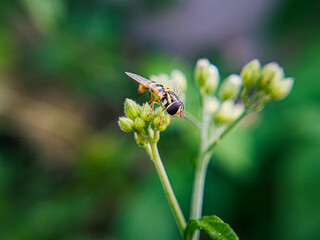 A Sphaerophoria is seen perched on a flower in a garden