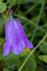 Purple flower with water drops on it