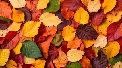 Fototapeta premium Closeup of Colorful Autumn Leaves Scattered on the Ground Capturing the Vibrant Transitioning of the Fall Season