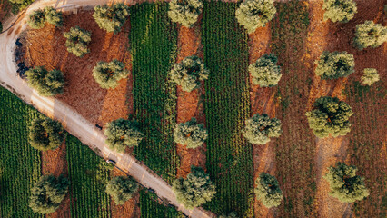 Aeral view of olive trees fields in Puglia