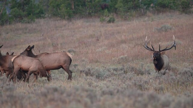 Bull Elk herding his  harem though the brush in Yellowstone at dawn.