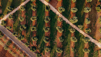 Aeral view of olive trees fields in Puglia