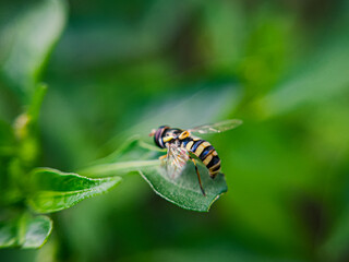 A Sphaerophoria is seen perched on a flower in a garden