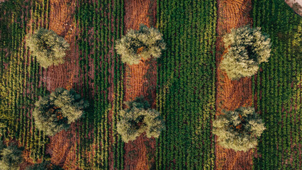 Aeral view of olive trees fields in Puglia