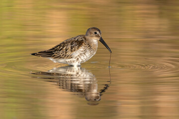 Piovanello pancianera con preda  in palude al tramonto