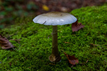 mushroom in the forest
